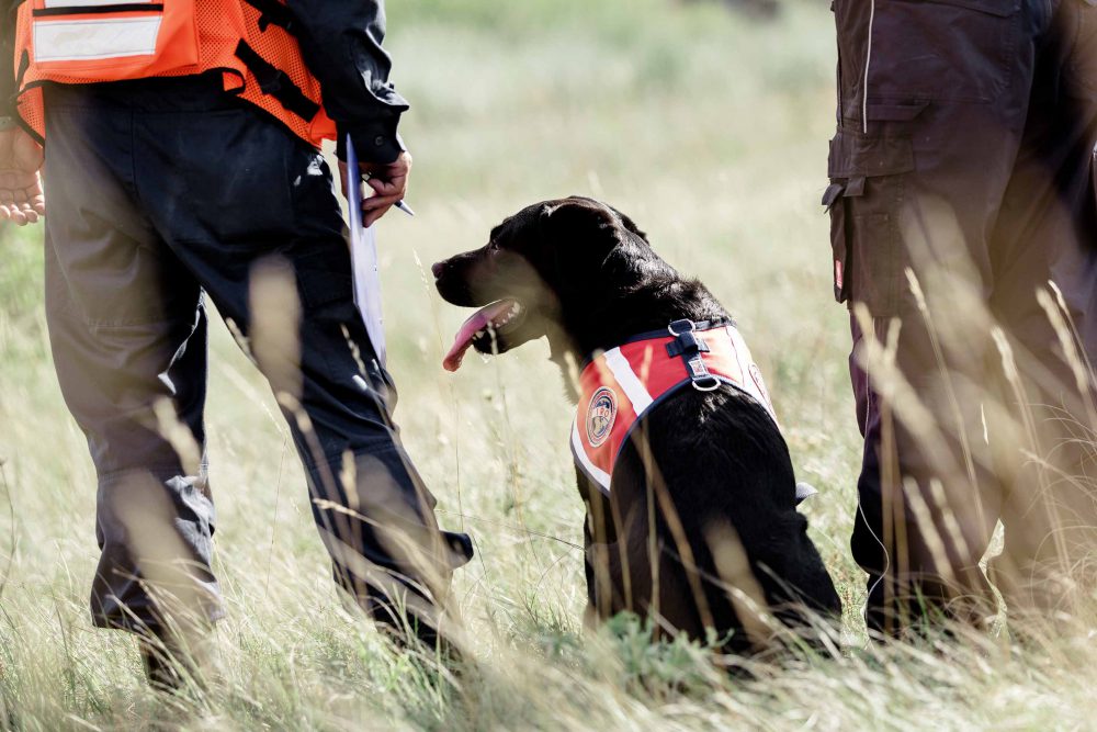 Schwarzer Rettungshund mit Menschen