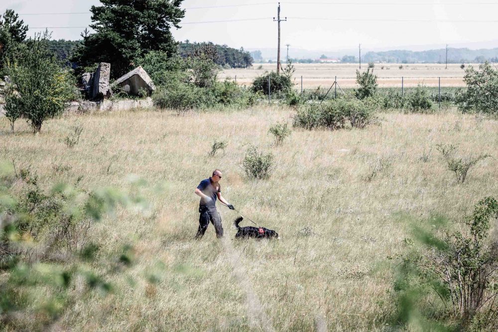 Rettungshund mit Mensch sucht in der Wiese eine Fährte