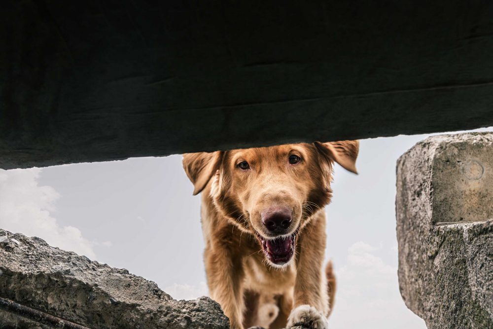 Hundefotografie von Rettungshund der in ein Loch sieht