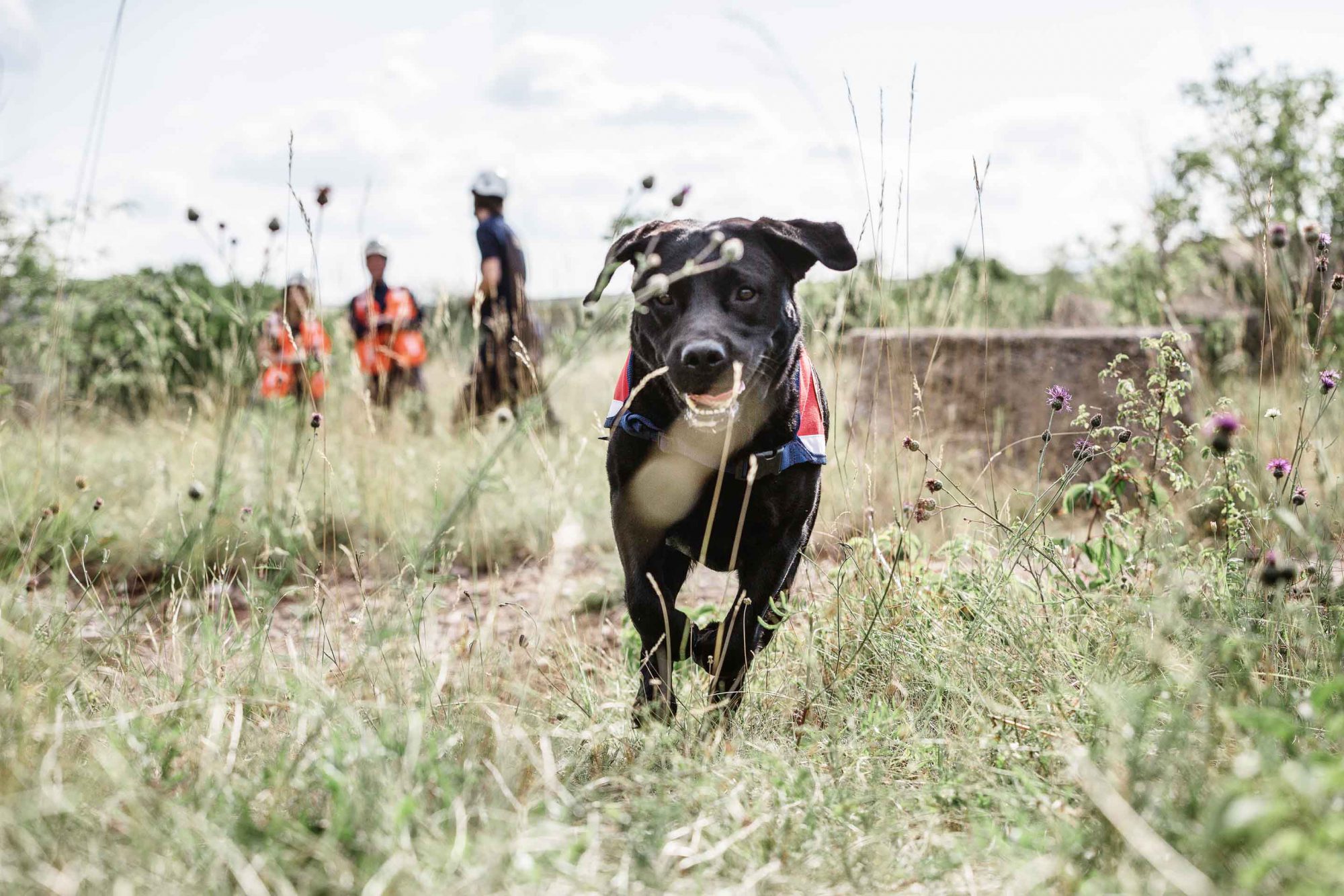 Hundefotografie von laufendem schwarzen Rettungshund