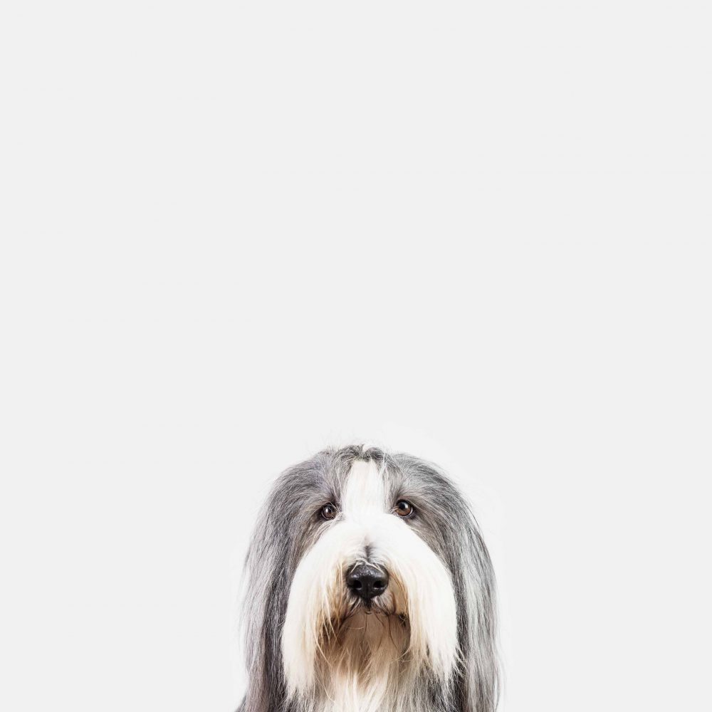 Hundefotografie vor weissem Hintergrund mit langen Haaren