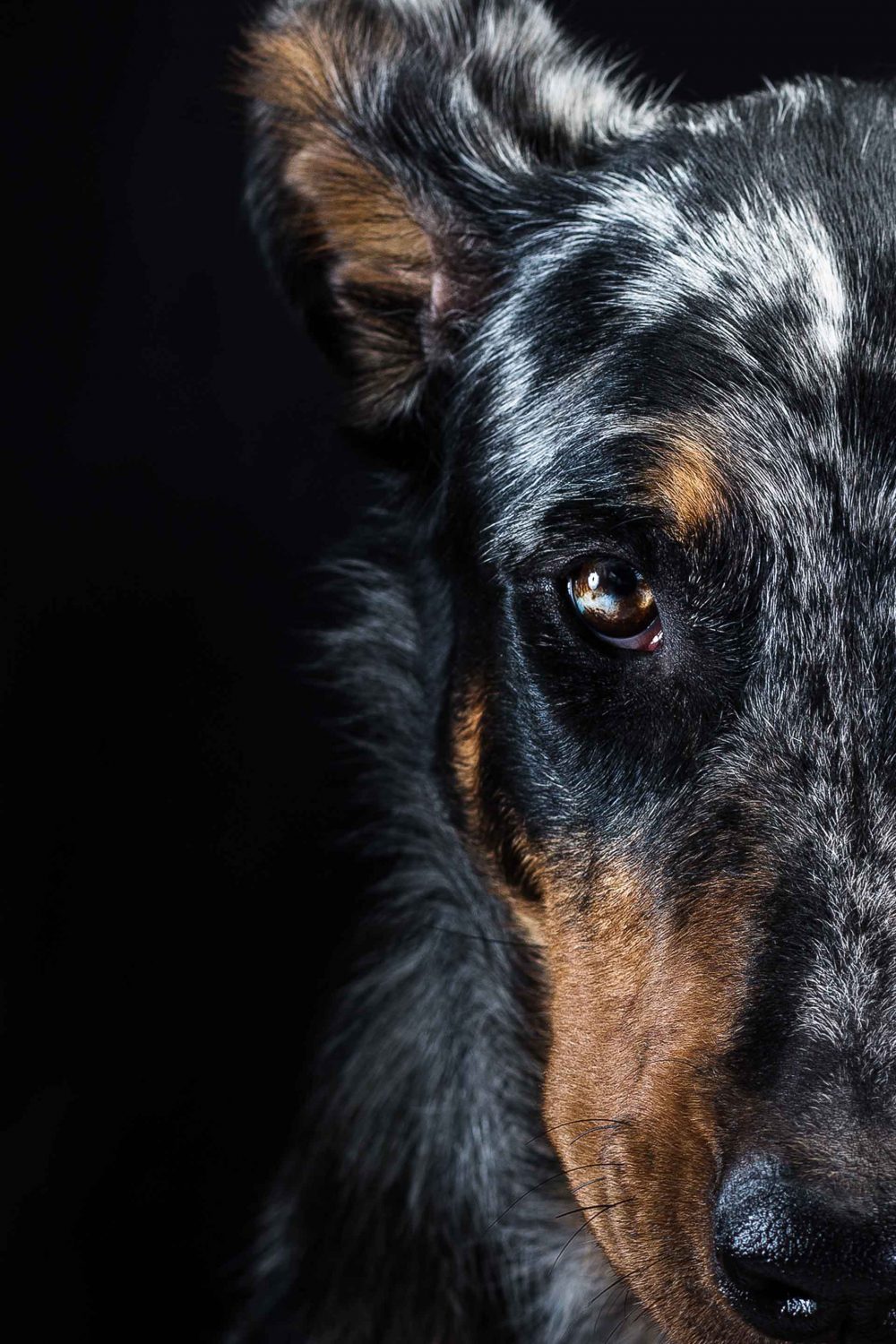 Hundefoto von Beauceron vor schwarzem Hintergrund