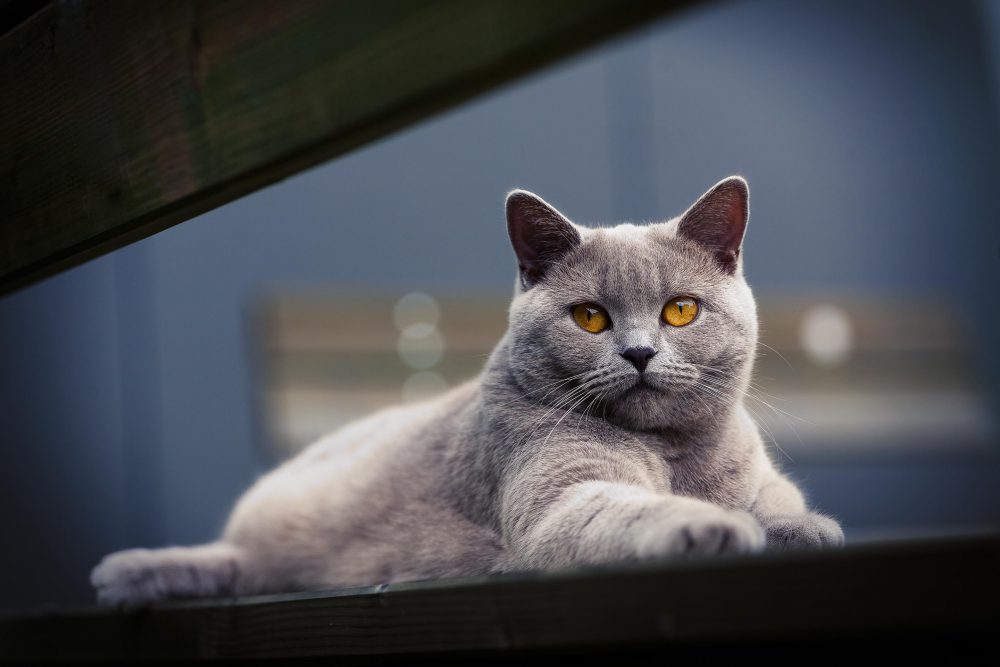 Katzenfotografie einer grauen Katze mit orangenen Augen die auf einer Bank liegt