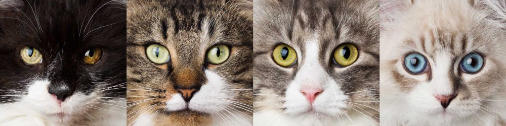 Vier Katzenportraits mit Katzenaugen