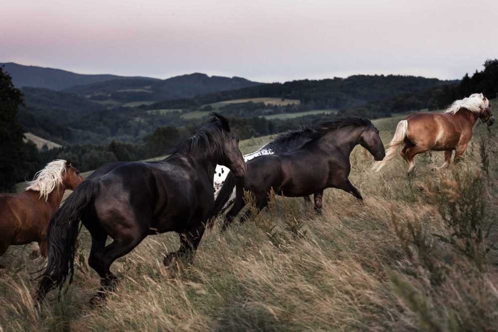 Pferdefoto von einer Herde Kaltblut Noriker Pferde auf einer Wiese