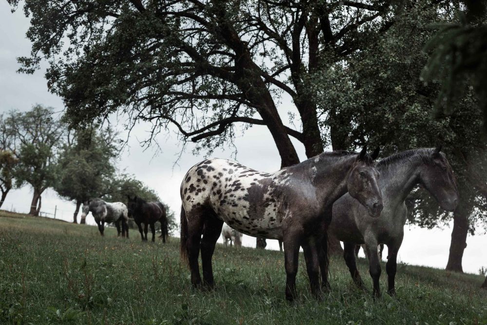 Kaltblut Pferde stehen im Regen auf einer Pferdeweide unter einem Baum