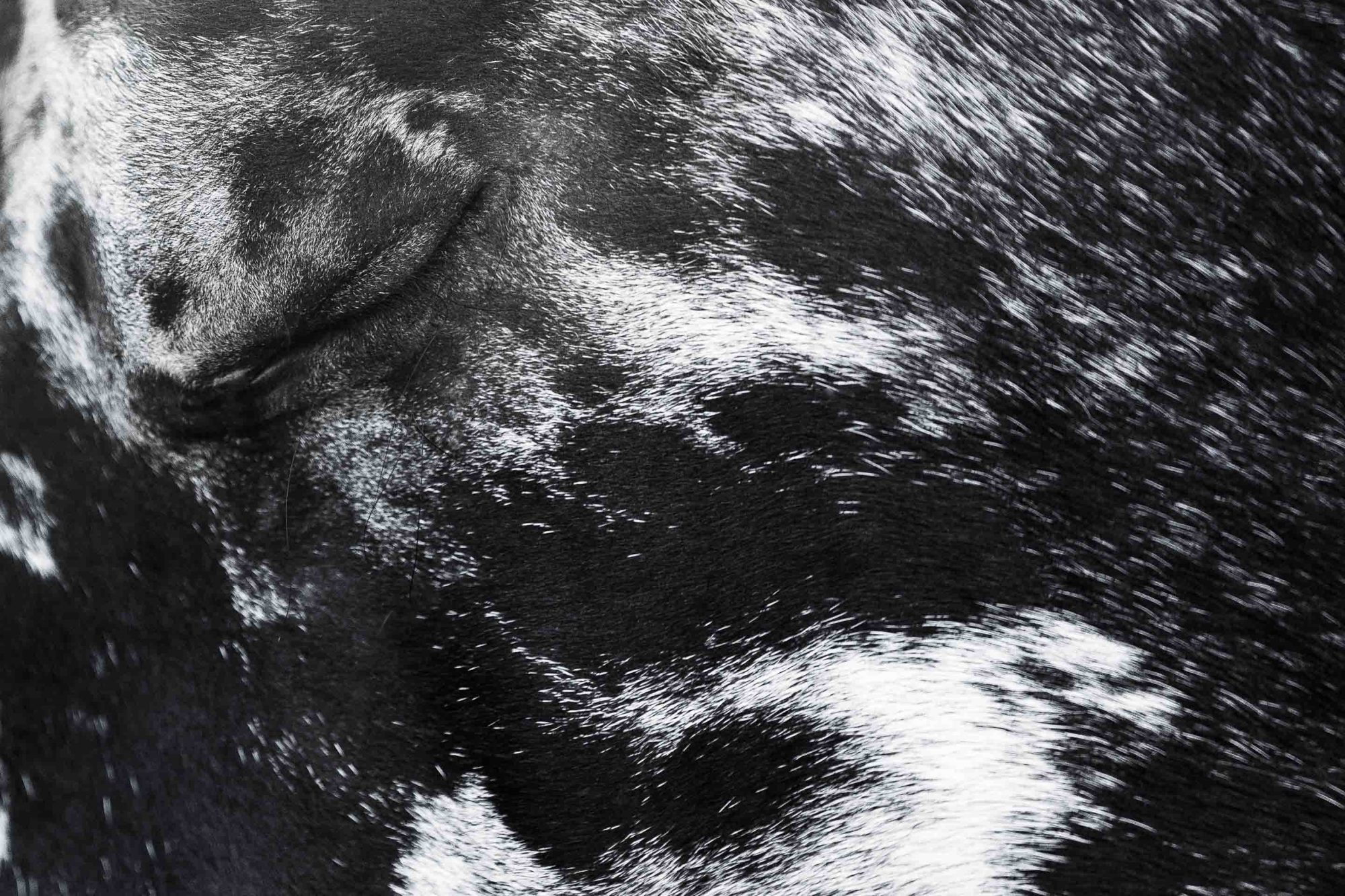 Pferdeportrait vom Auge eines Noriker Pferdes