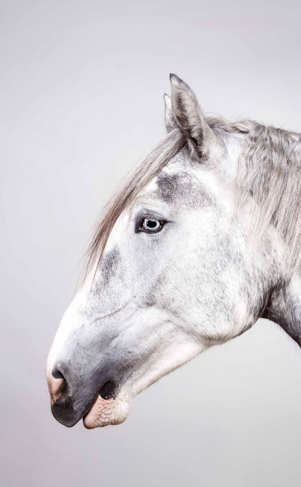 Pferdeportrait von einem weissen Pferd vor weissem Hintergrund