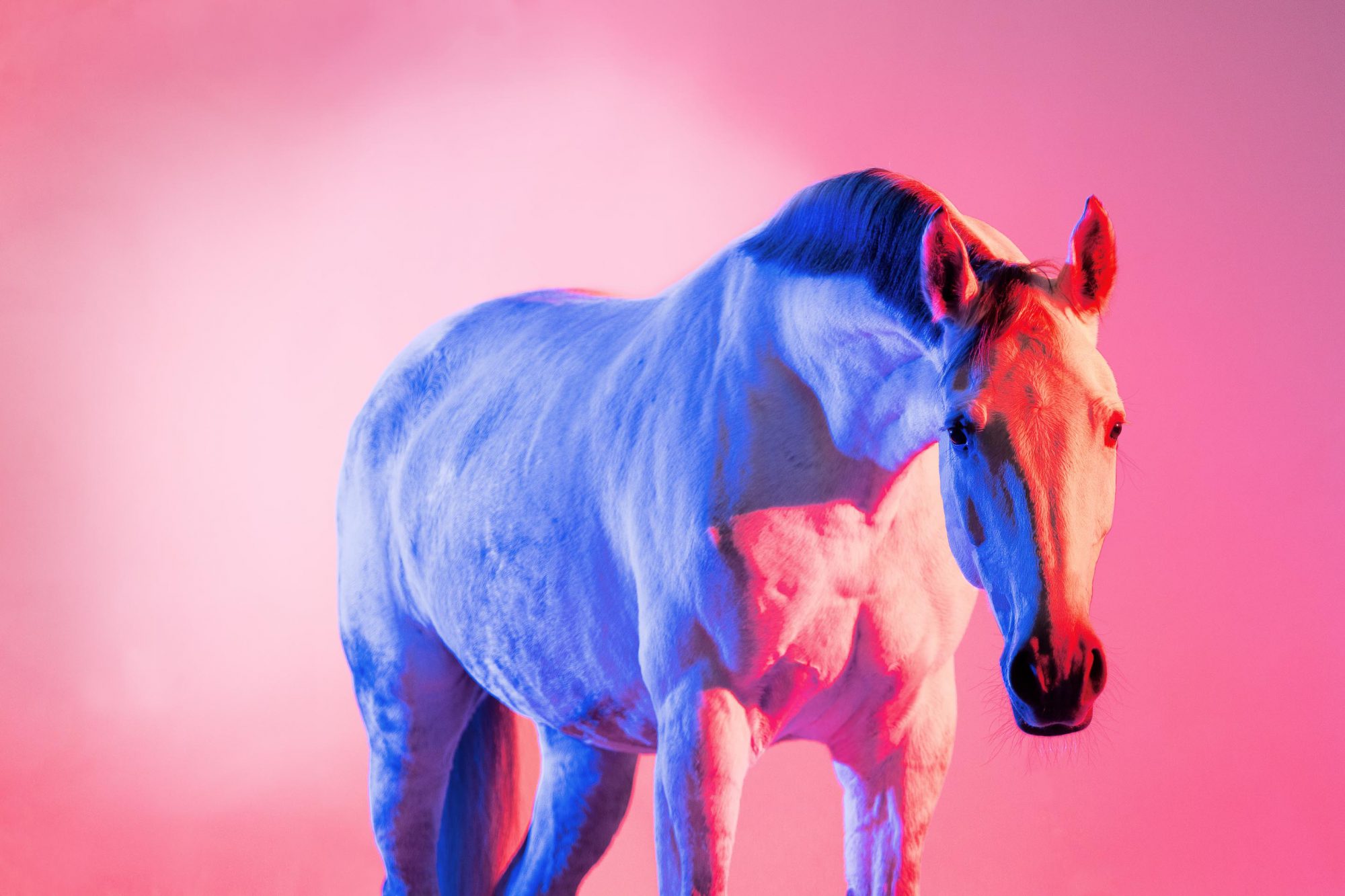 Farbige Pferdefotografie von einem weissen Pferd fotografiert mit rot-blauem Licht