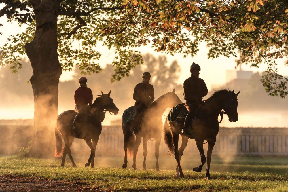 Drei Vollblut Rennpferde mit Jockeys im sonnigen Morgennebel im Herbst