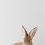 Eine Fotografie zeigt die Ohren eines Hasen oder Kaninchens vor grauem Hintergrund bei einem Fotoshooting mit Tierlicht in Wien
