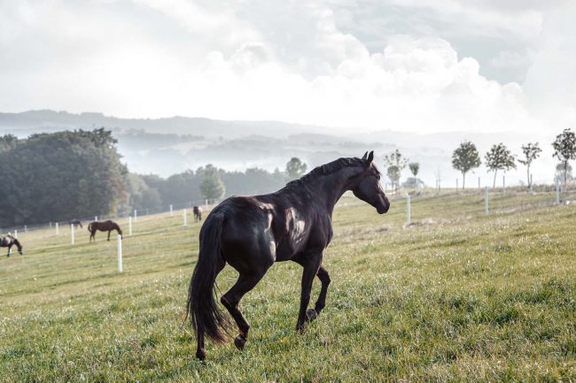 Foto einer schwarzen Warmblut Dressurstute auf einer Graskoppel im Sommer auf einem Gestüt fotografiert von Pferdefotografie Tierlicht