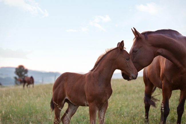 Bild von einem Fohlen mit einer Pferde Mutter auf einer Wiese fotografiert von Pferdefotograf Tierlicht