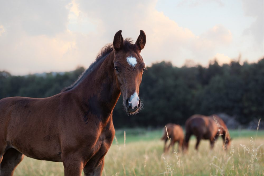 Foto eines Fohlens in einer Herde in sommerlicher Abendstimmung auf einer Wiese gemacht von Tierfotograf Tierlicht