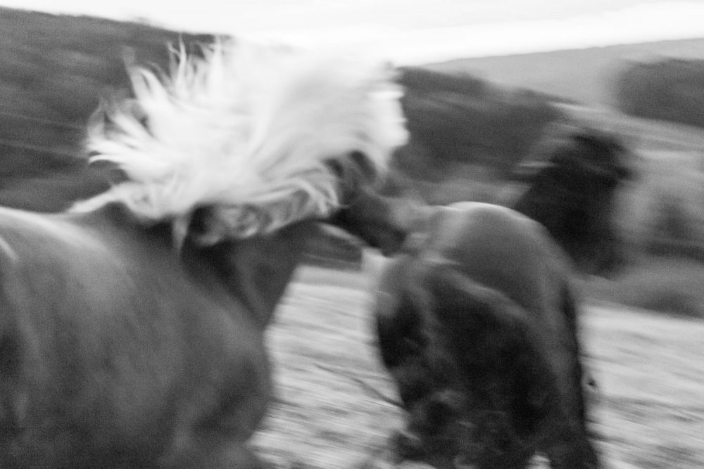 Sommer 2018_Stössing_©Tierlicht_WEB-9275