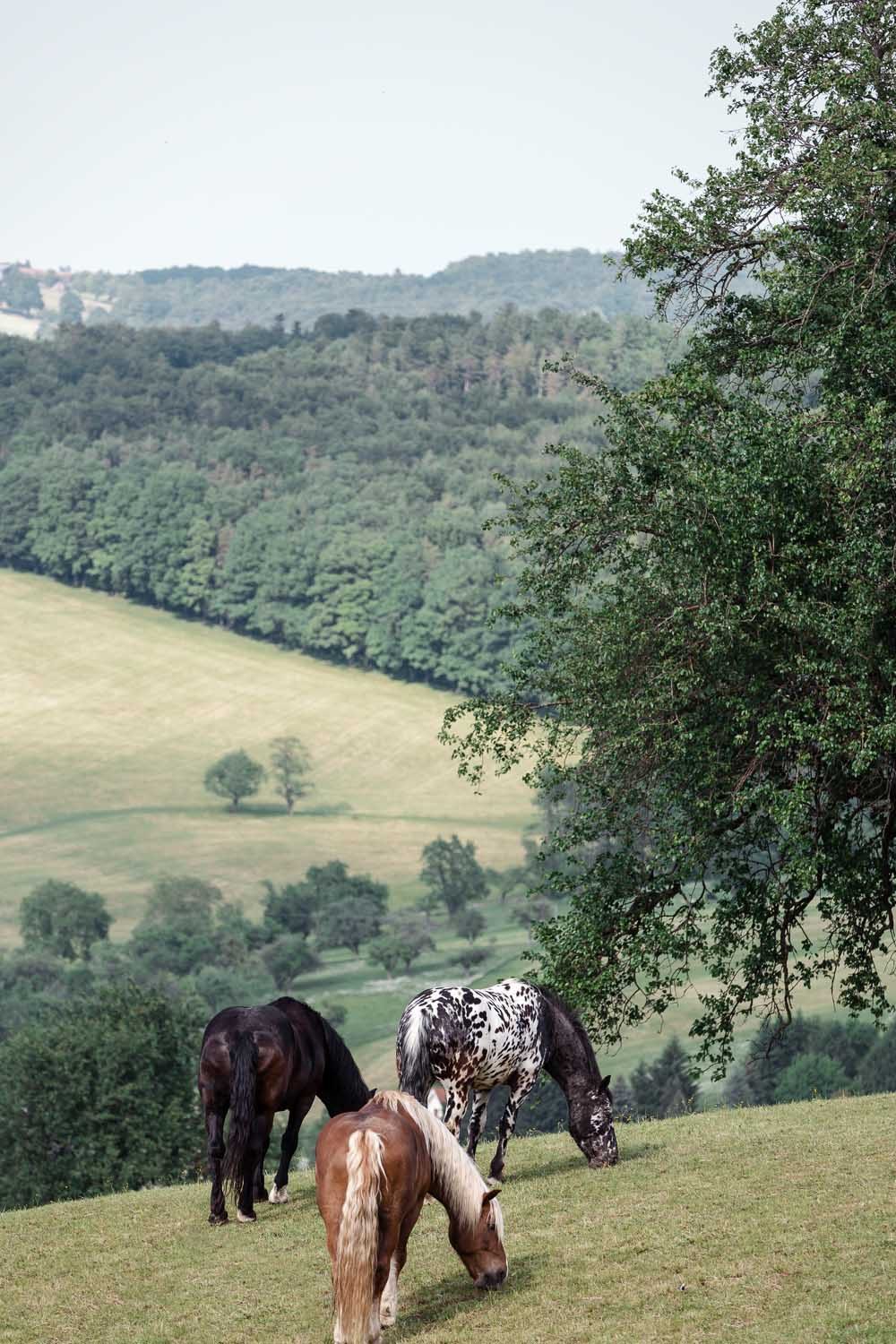 Sommer 2018_Stössing_©Tierlicht_WEB-9403