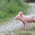 Schweinefotografie mit einem rosa Ferkel mit geschlossenen Augen in der Wiese