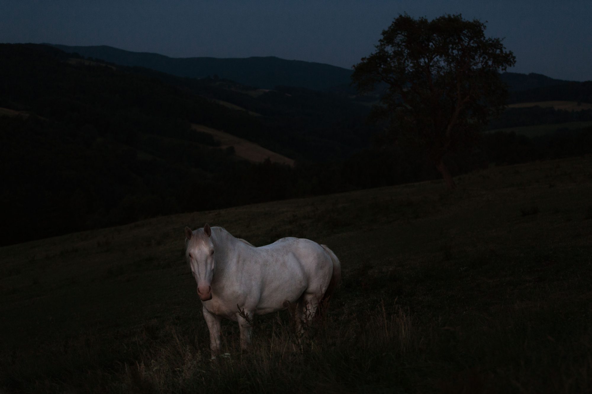Ein weisses Kaltblut Pferd in der Dunkelheit auf einer Weide