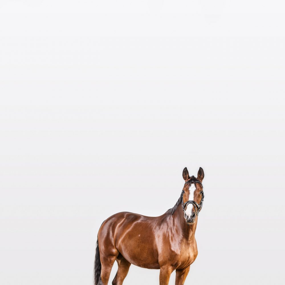 Portrait eines braunen Pferdes vor weissem Hintergrund im Fotostudio