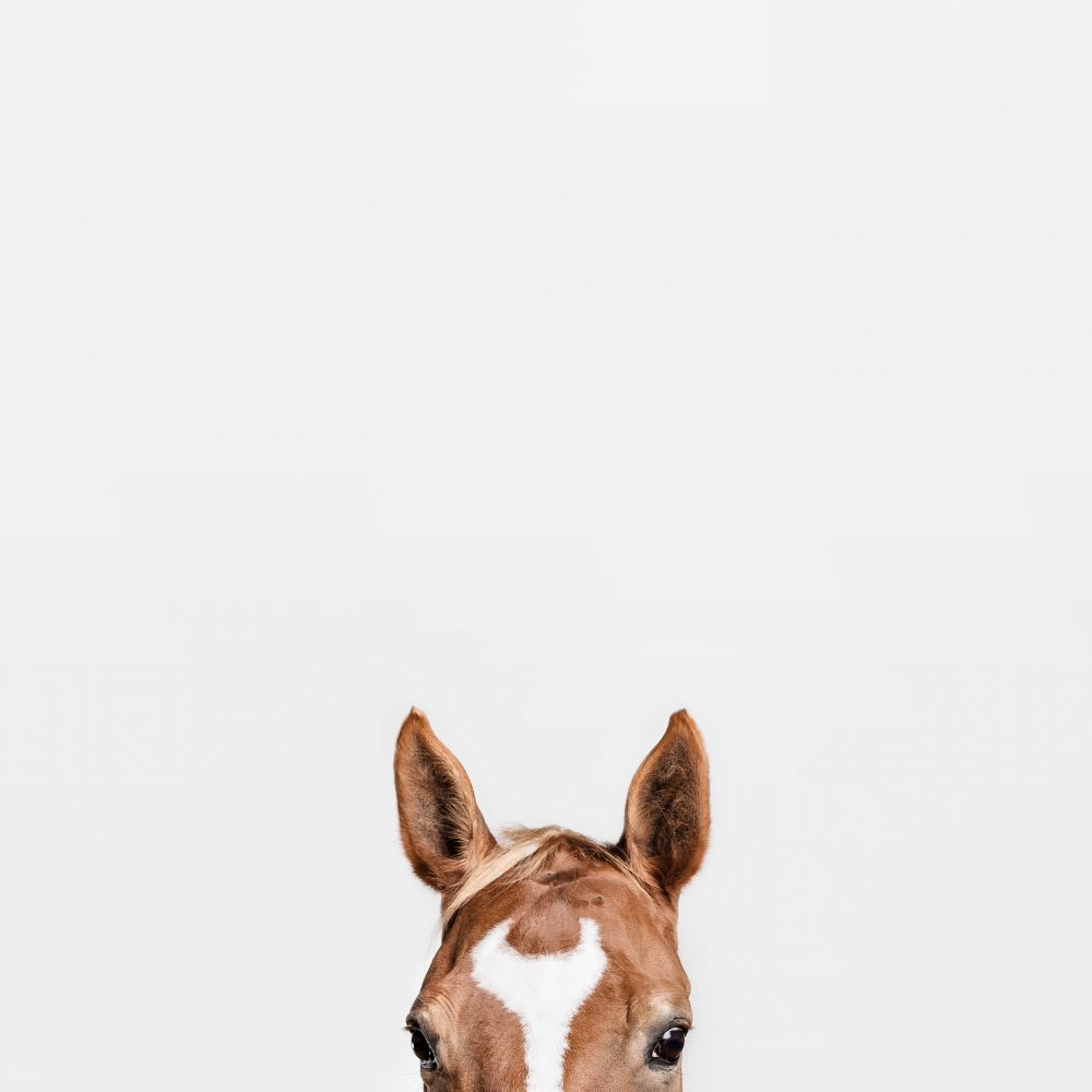 Studioportrait eines Pferdes vor weissem Hintergrund