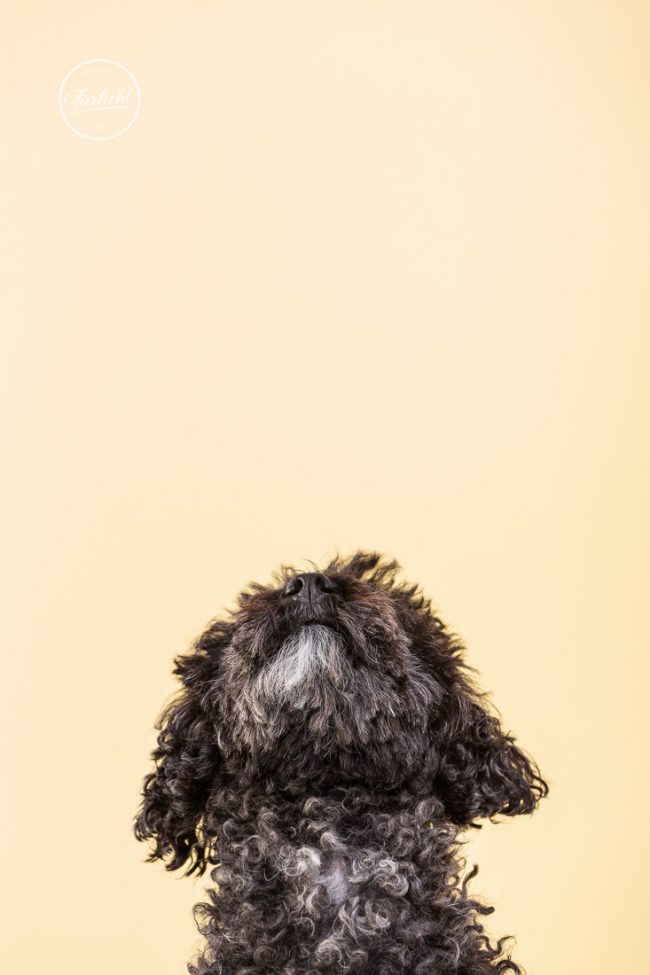 Bild von einem schwarzen Pudel im Fotostudio von Hundefotograf Tierlicht
