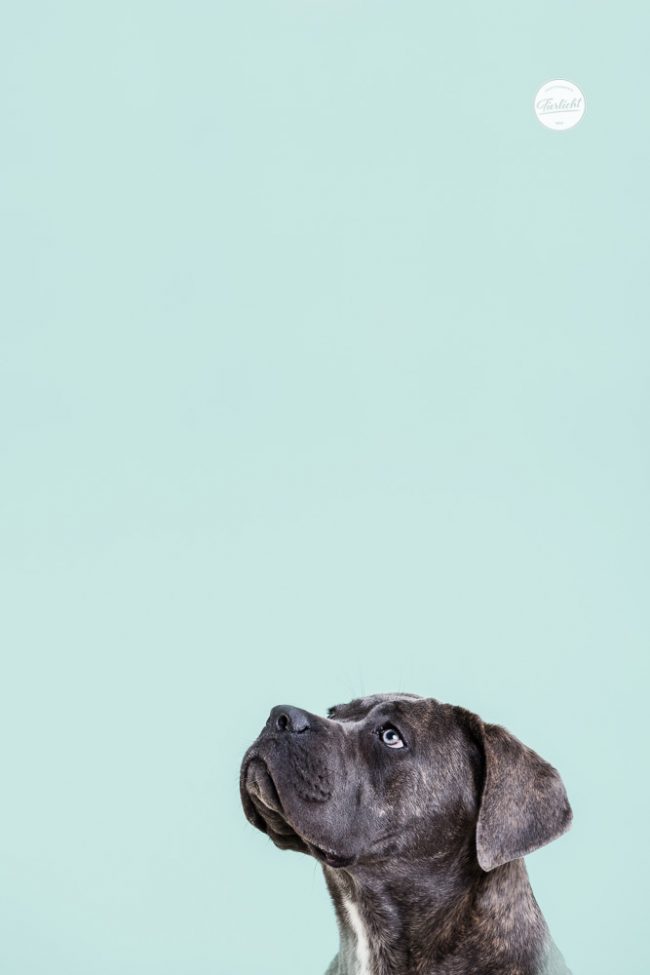 Bunte Hunde Portraits von einem Cane Corso vor türkisem Hintergrund