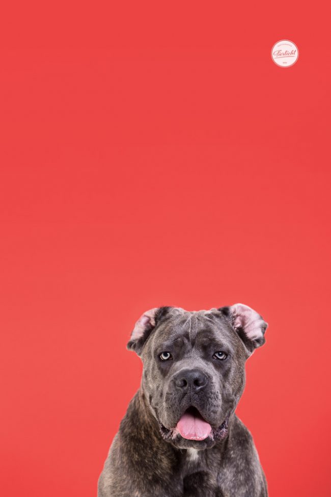 Bunte Hunde Portraits von einem Cane Corso