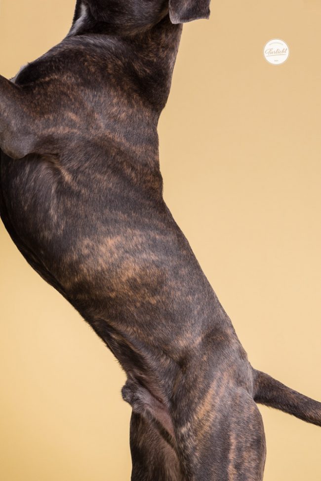 Bunte Hunde Portraits von einem Cane Corso