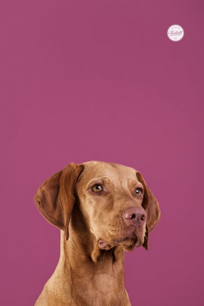 Bunte Hunde Portraits von einem Vizsler vor violettem Hintergrund