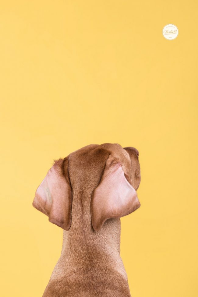 Buntes Hunde Portraits von einem Vizsler vor gelbem Hintergrund