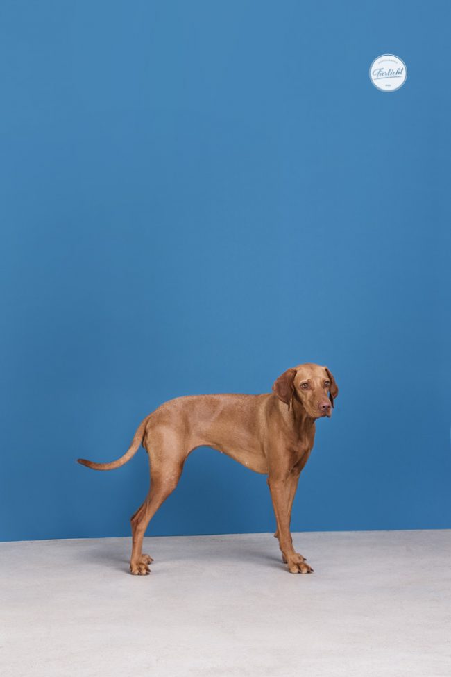 Bunte Hunde Portraits von einem Vizsler vor blauem Hintergrund