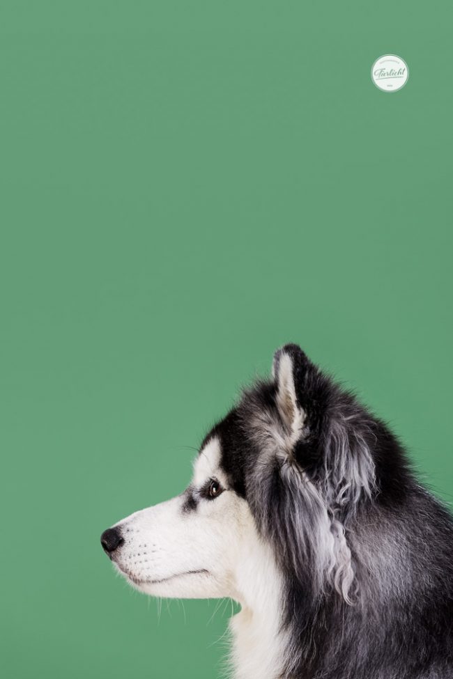 Bunte Hunde Portraits von einem Husky vor grünem Hintergrund