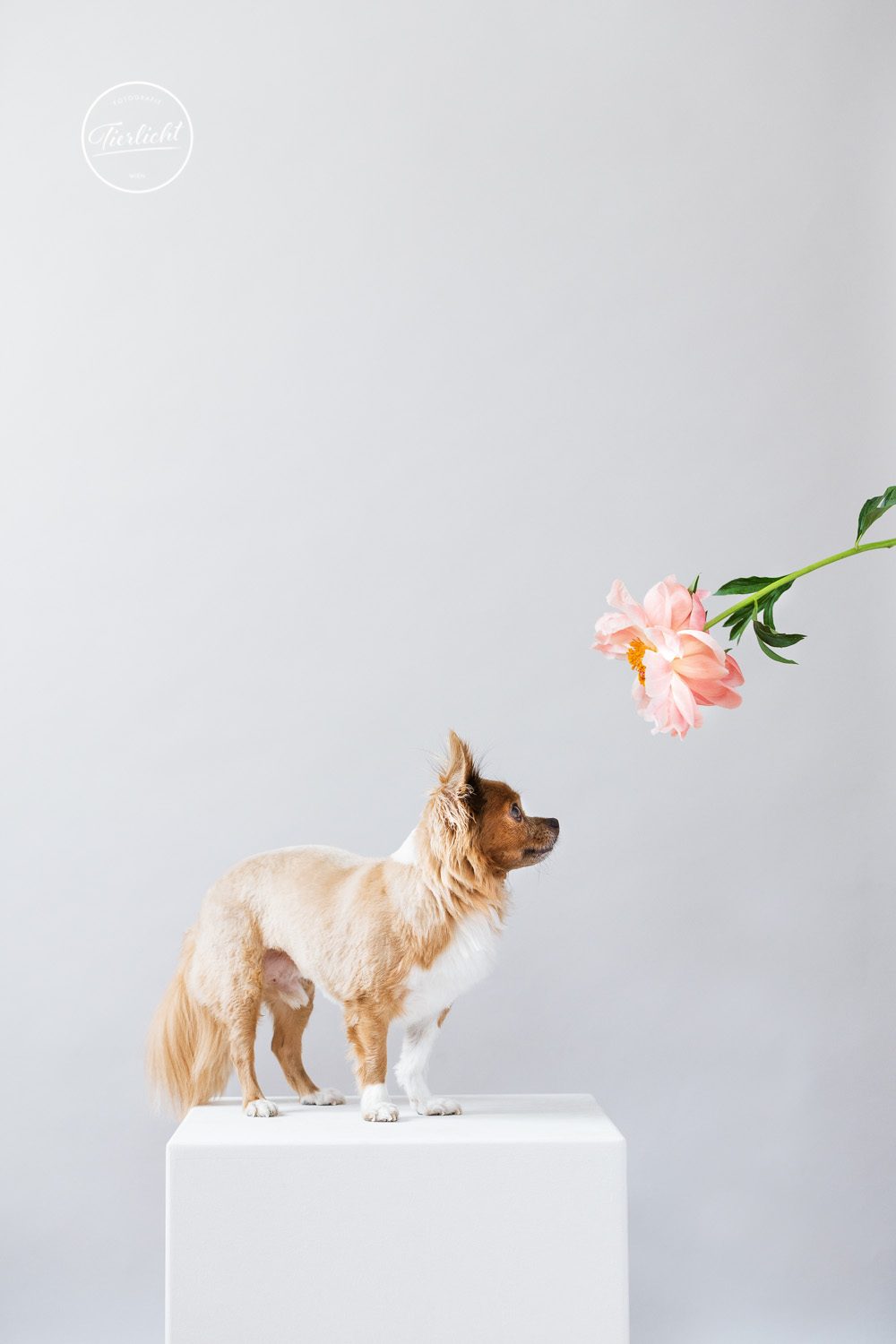 Tierfotografie eines Chihuahuas auf eine Podest mit Pfingstrose