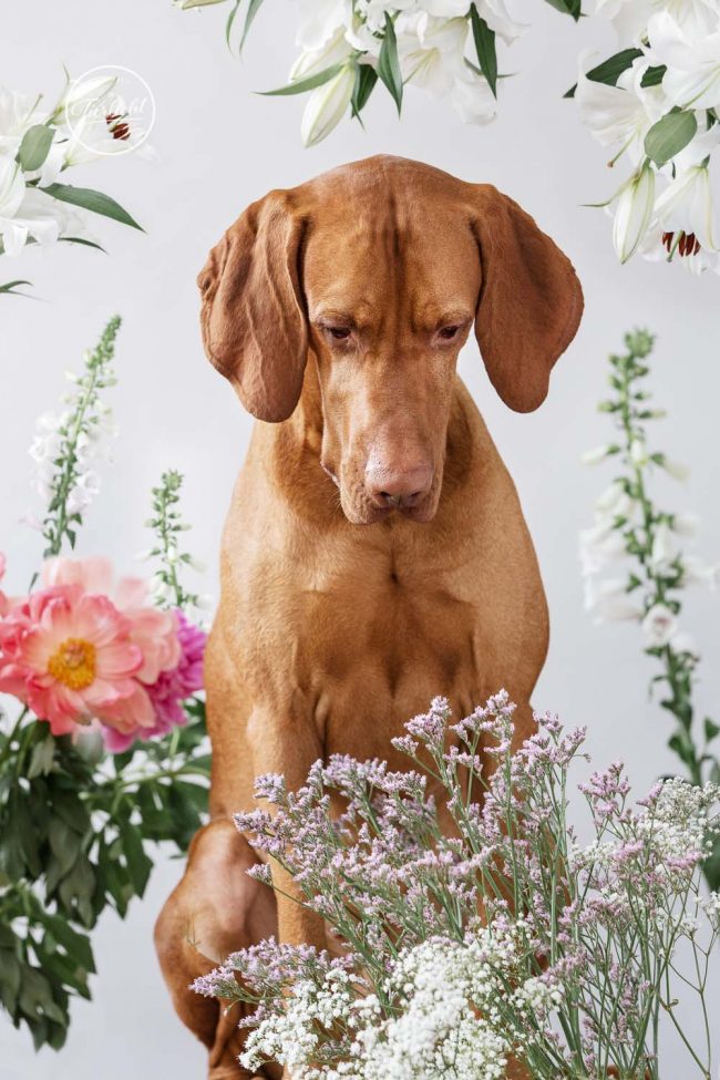 Blumen und Viszler Hund