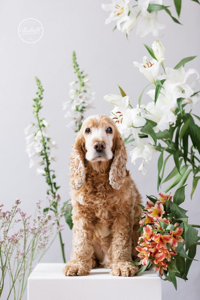 Tierlicht_ImBlütenreigen_fb-0997