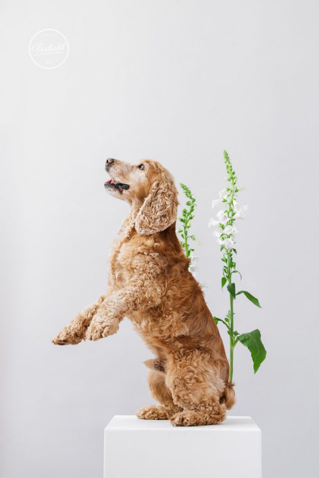 Tierlicht_ImBlütenreigen_fb-1052