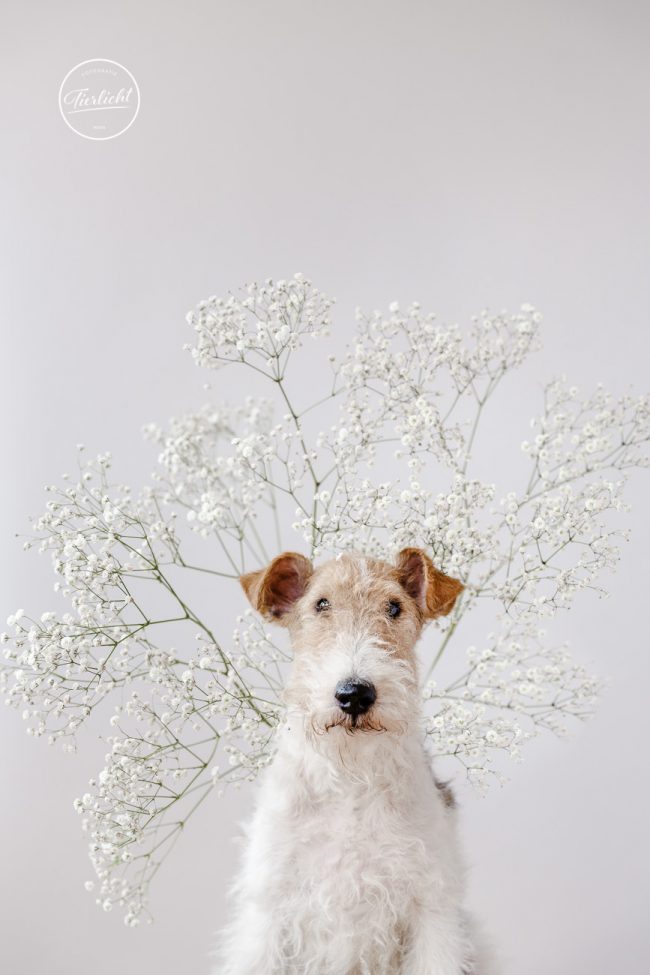 Tierlicht_ImBlütenreigen_fb