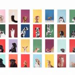 Bunte Hunde Portraits unterschiedlichster Hunderassen