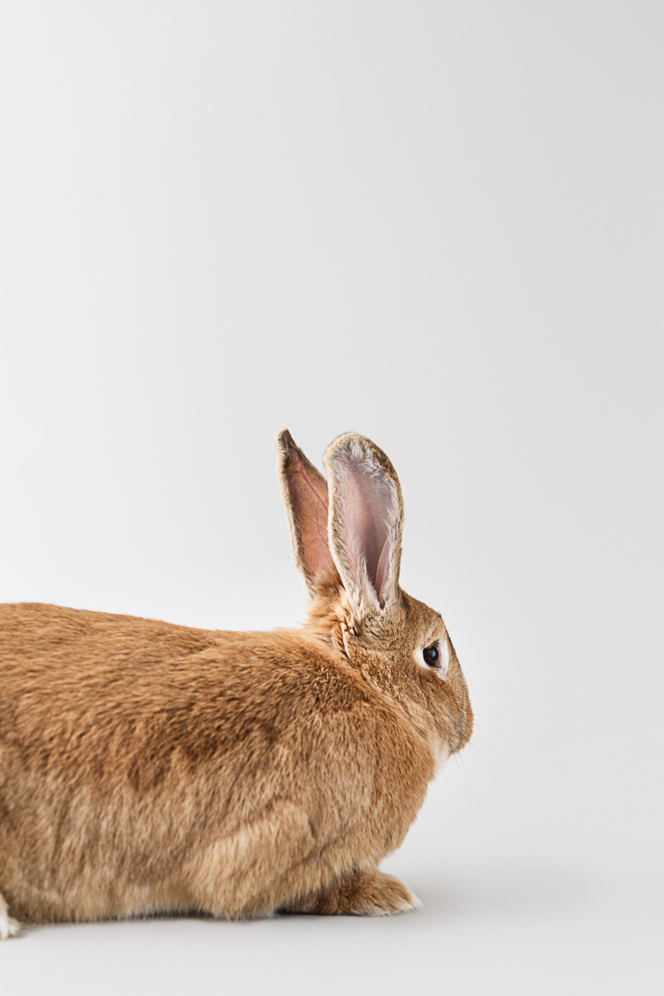 Das Kaninchen – Wegweiser ins Unbekannte