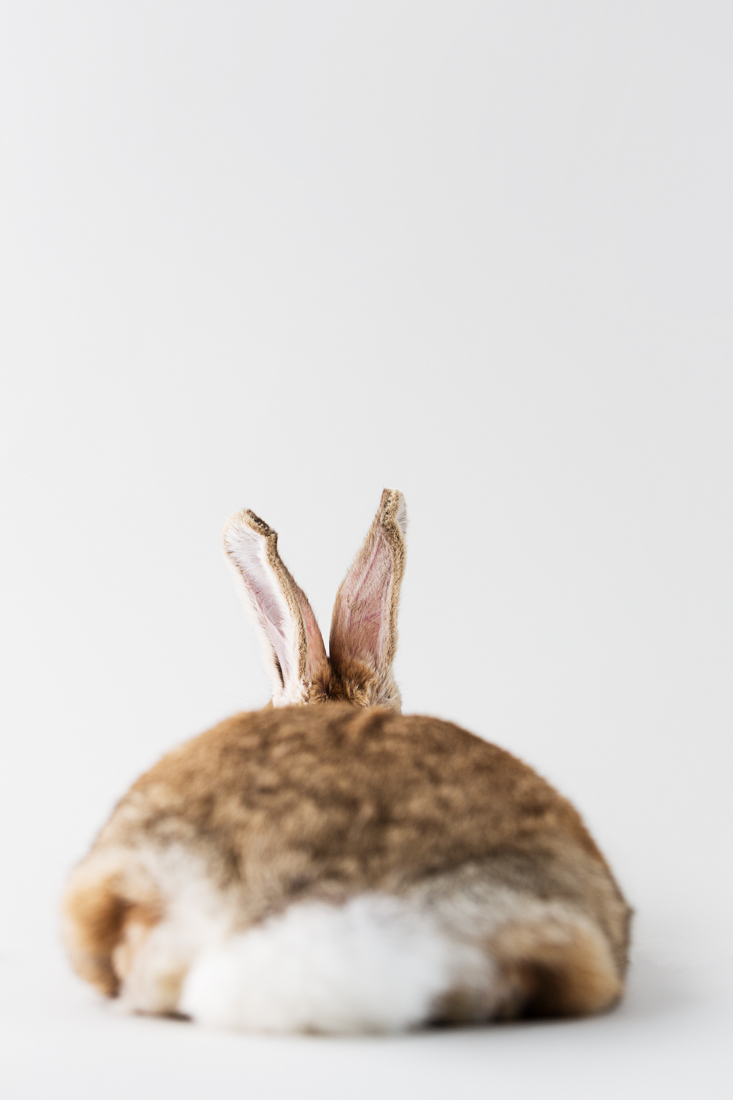 Das Kaninchen – Wegweiser ins Unbekannte