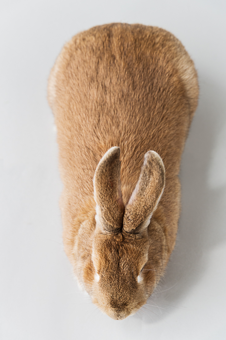 Das Kaninchen – Wegweiser ins Unbekannte