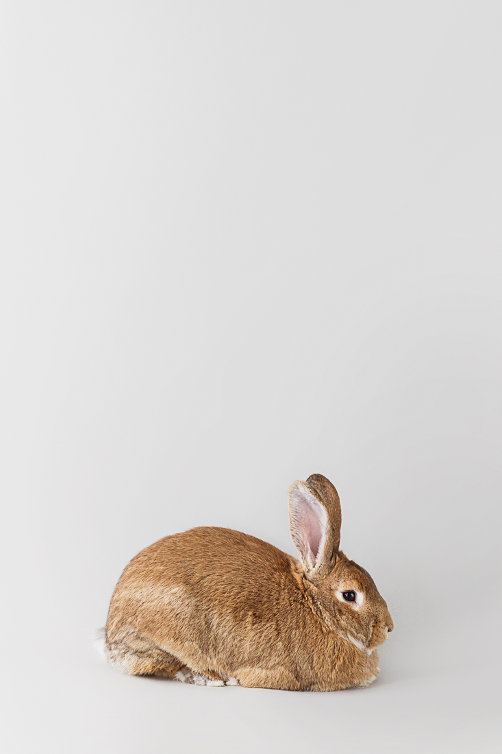 Das Kaninchen – Wegweiser ins Unbekannte