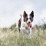 Rettungshunde Übung mit einem Hund der in einer Wiese läuft zur Flächensuche
