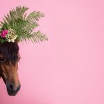 Pferdefotografie von einem Pony mit Blumenkrone vor rosa Hintergrund