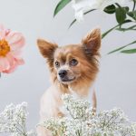 Hundeportrait eines Chihuahuas in Mitten von Blumen vom Fotoshooting mit Blumen und Tieren