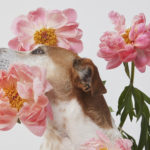 Hundeportrait eines geretteten Hundes in Mitten von Blumen vom Fotoshooting mit Blumen und Tieren