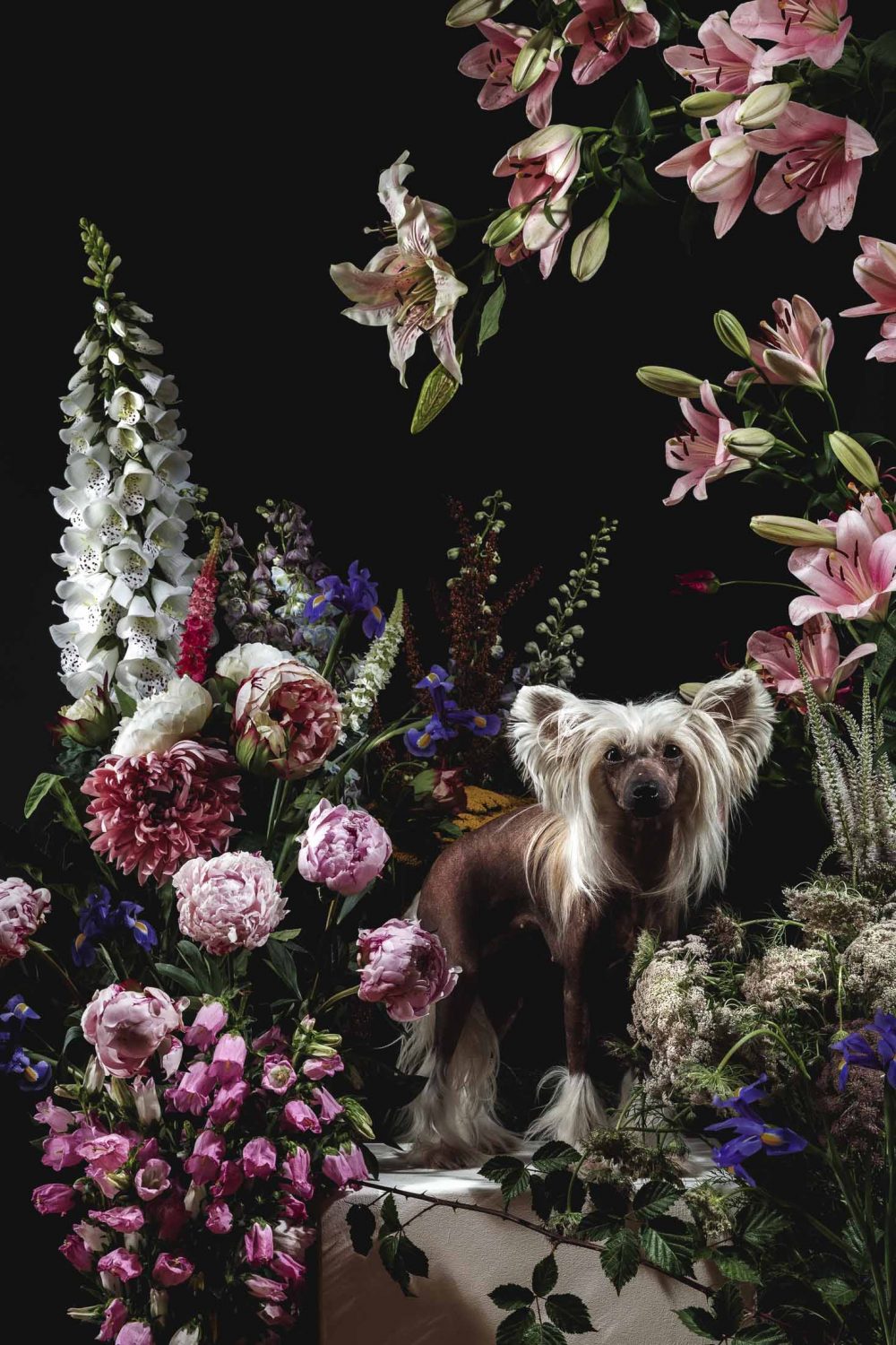 Im Blütenreigen ©Tierlicht_HP-4082