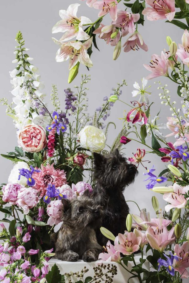 Im Blütenreigen ©Tierlicht_HP-4447