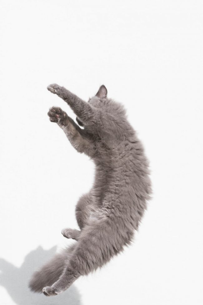 Eine graue Katze springt vor weissem Hintergrund in die Luft beim Spielen