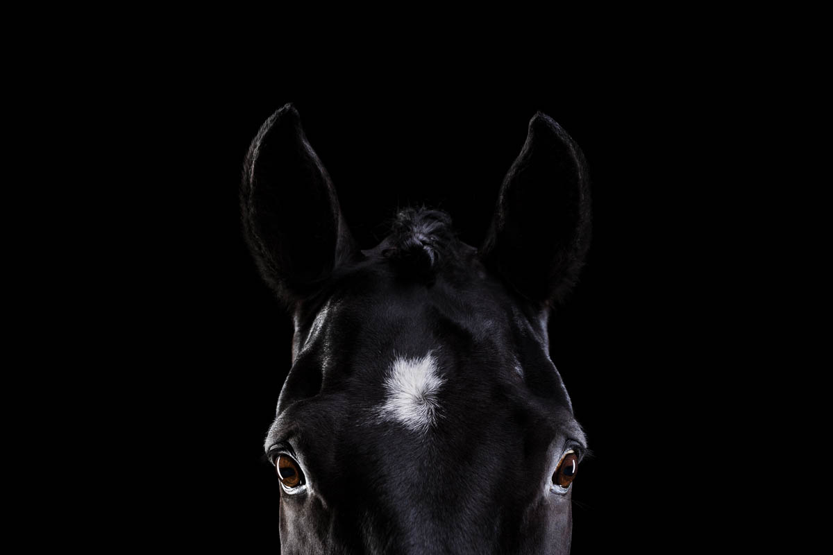 Pferde im Fotostudio ©Tierlicht_web-10